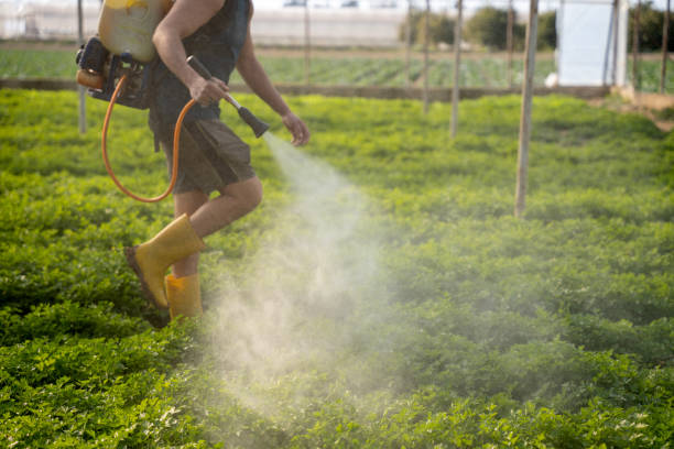 Best Wasp Removal Services  in Olyphant, PA