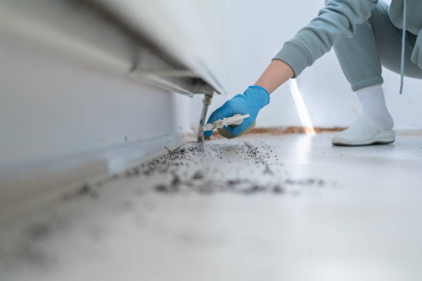 Best Pest Control for Businesses  in Olyphant, PA